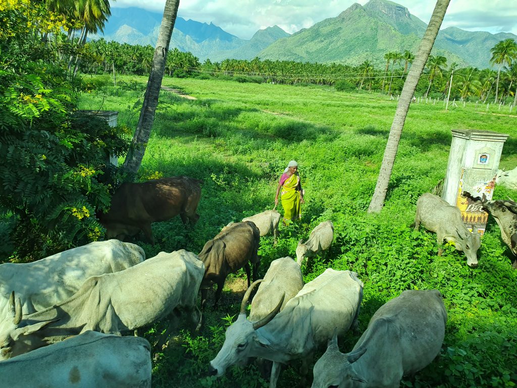 Le Kerala, traditions millénaires et nature luxuriante